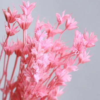 20PCS Octagonal Cvetje Naravno Konzervirano Sušeno Pribor za Fotografiranje PropsFloral Ureditev Doma, Poroka, Valentinovo Dekoracijo
