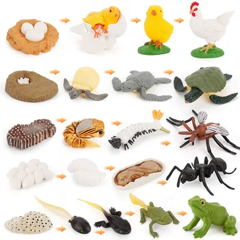 V Zgodnjem Otroštvu Učnimi Pripomočki Za Simulacijo Živali Življenjskega Ciklusa Rasti Žaba Dejanje Slika Igrača Set