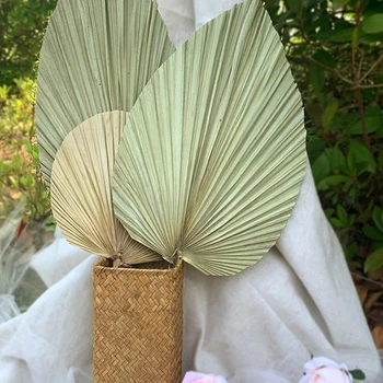 Palm Fan Listov Posušen Cvet Listnih Okno Sprejem Stranka Steni Visi Poroko