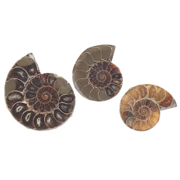 Pol Cut Conch Fosili Ammonite Lupini Umetnosti Zbiranje DIY Kamen Obrti Doma Dekor