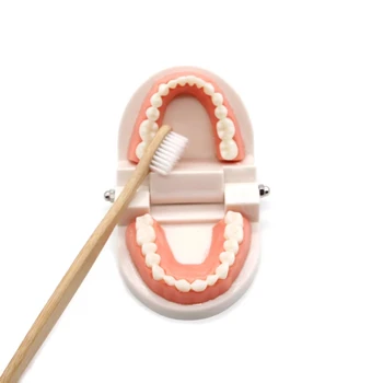 Montessori Izobraževalne Bele Zobe Model Zgodnje Učenje Inteligence Ščetkanje Zob Učni Pripomočki Simulirani Praktično Življenje Spretnost